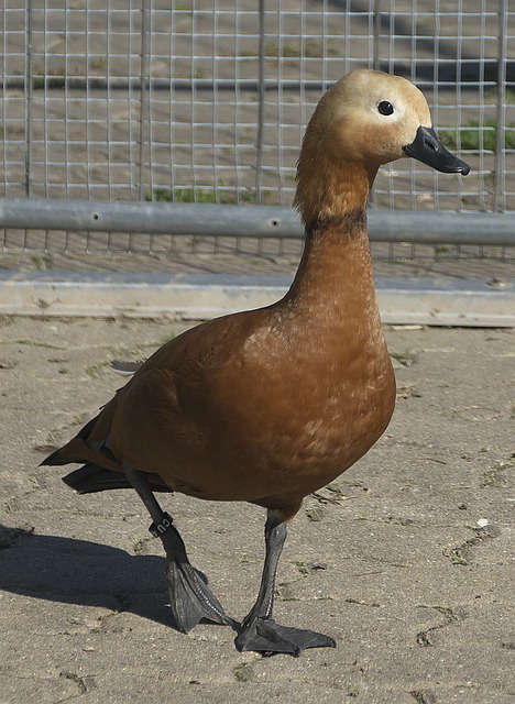 其中一个是