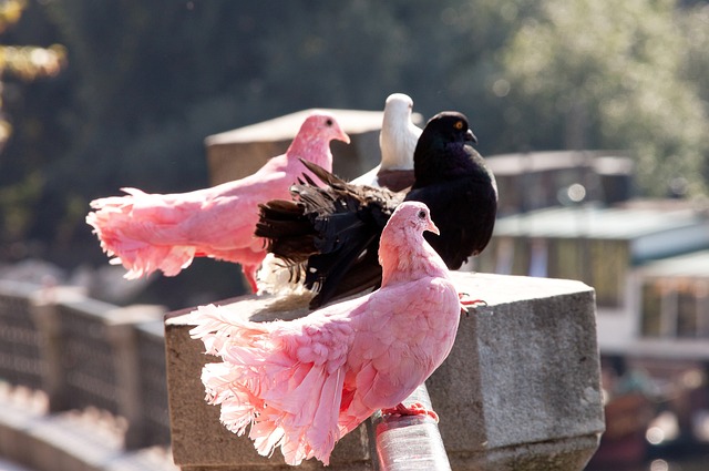 党中央和习 党中央和习